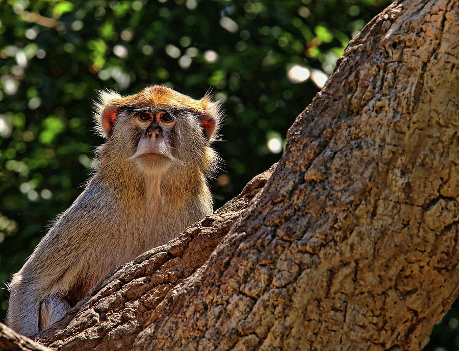Patas Monkey 2 Photograph by Judy Vincent