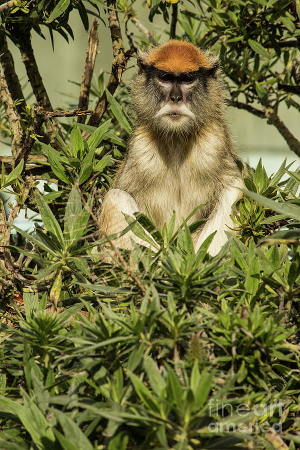 Patas Monkey Photograph by Suzanne Luft