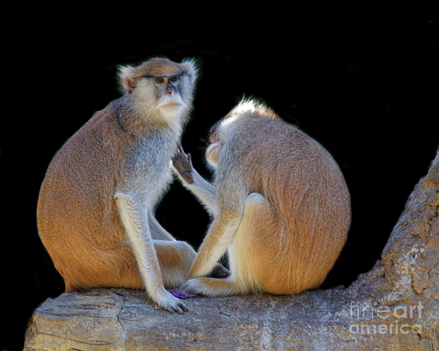 Monkey Photograph - Patas Monkeys - Houston Zoo by TN Fairey