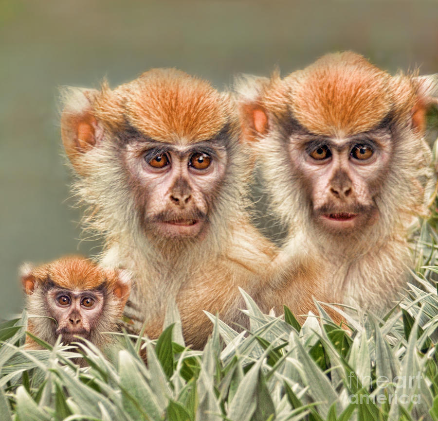 Patas Monkeys II Photograph by Jim Fitzpatrick