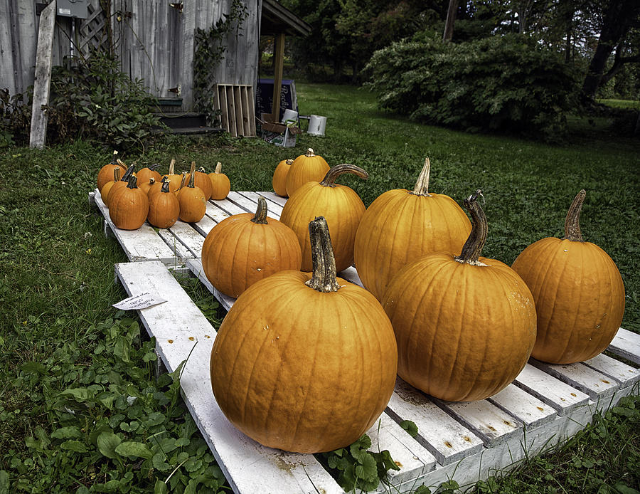 Patch O Pumpkins Photograph by John Hoey
