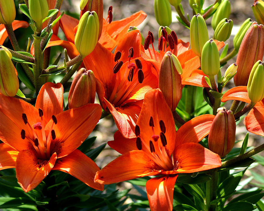 Patch Of Orange Lilies Photograph by Belinda Stucki | Fine Art America