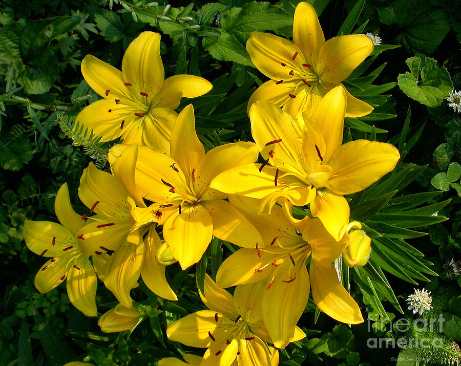 Patch of Yellow Lilies Photograph by Sandra Huston