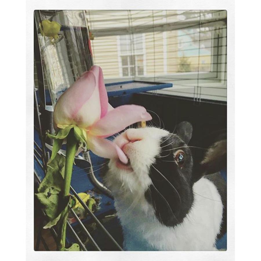 Patched Enjoys Valentines Day Flowers Photograph by Stephanie Morgan