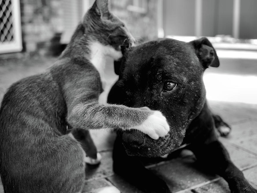 Patches and Motey play 3 BnW Photograph by Michael Blaine