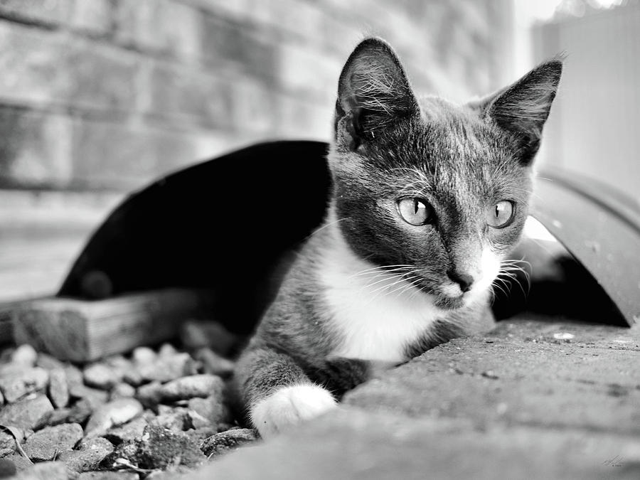 Patches chills BnW Photograph by Michael Blaine