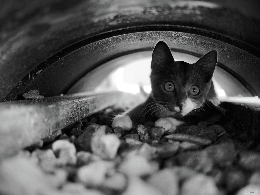 Patches hiding BnW Photograph by Michael Blaine
