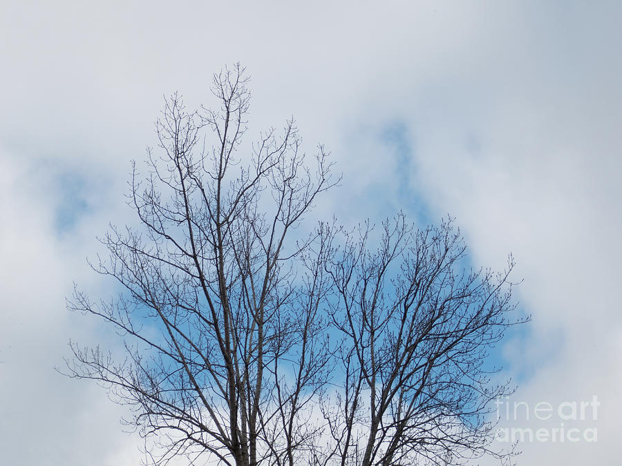 Winter Photograph - Patches of Blue by Ann Horn