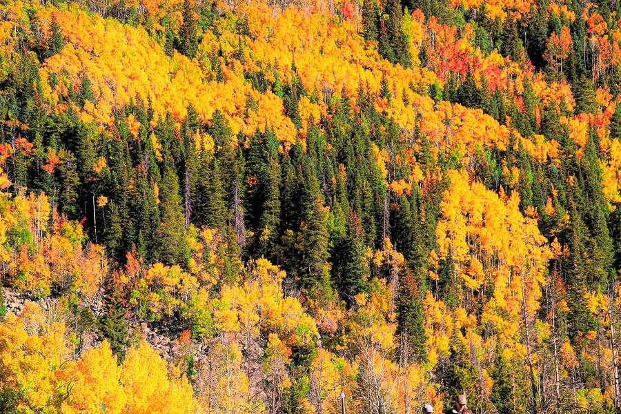 Patches Of Color In The Rocky Mountains Colorado Photograph by Dan Sproul