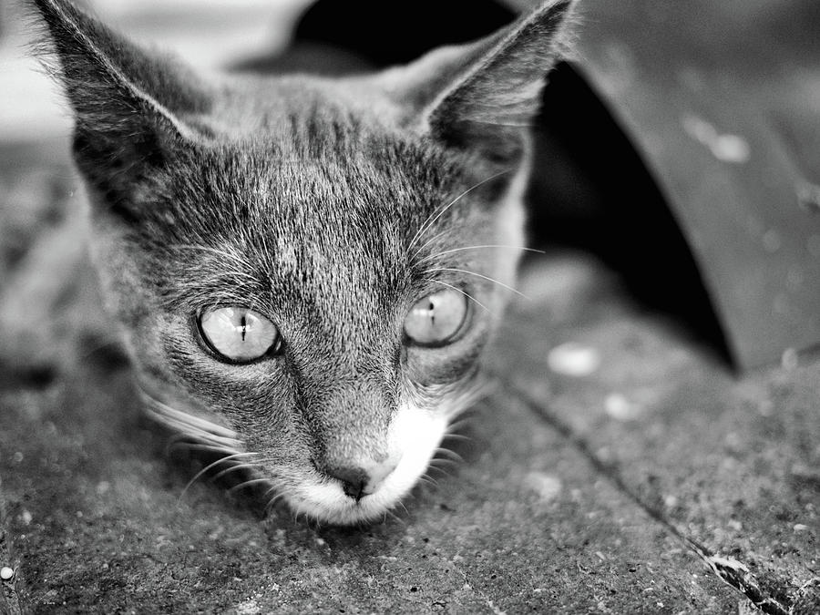 patches stares BnW Photograph by Michael Blaine