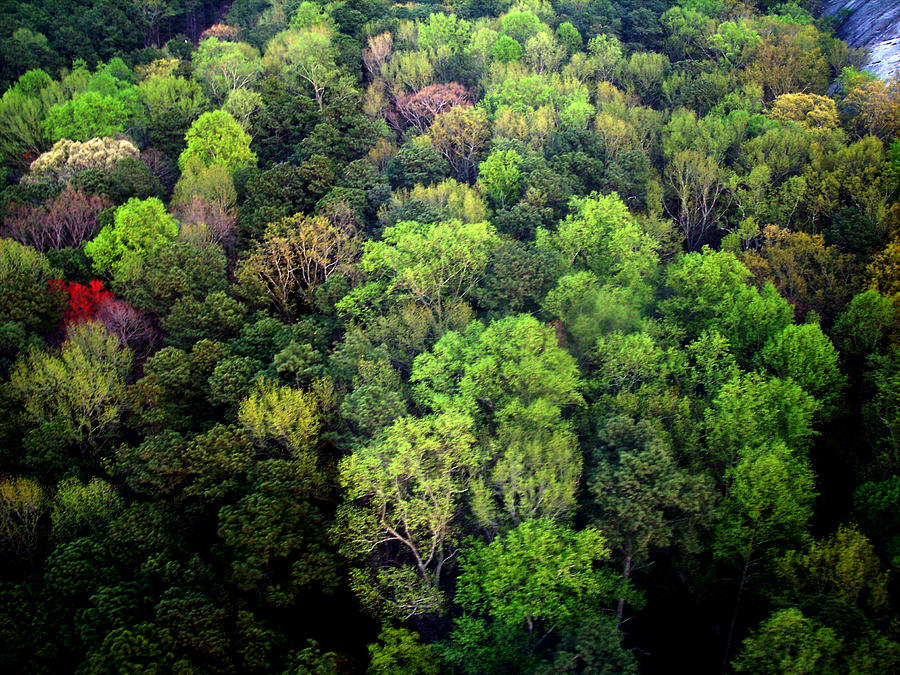 Patchwork Forest Photograph by Johann Todesengel