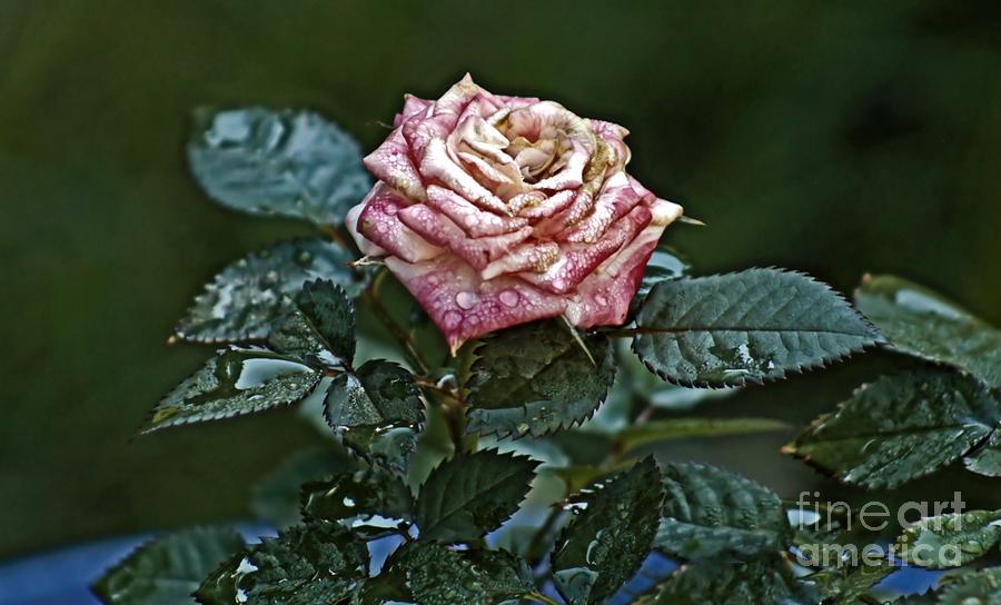 Nature Photograph - Patchwork Rose by Catherine Melvin