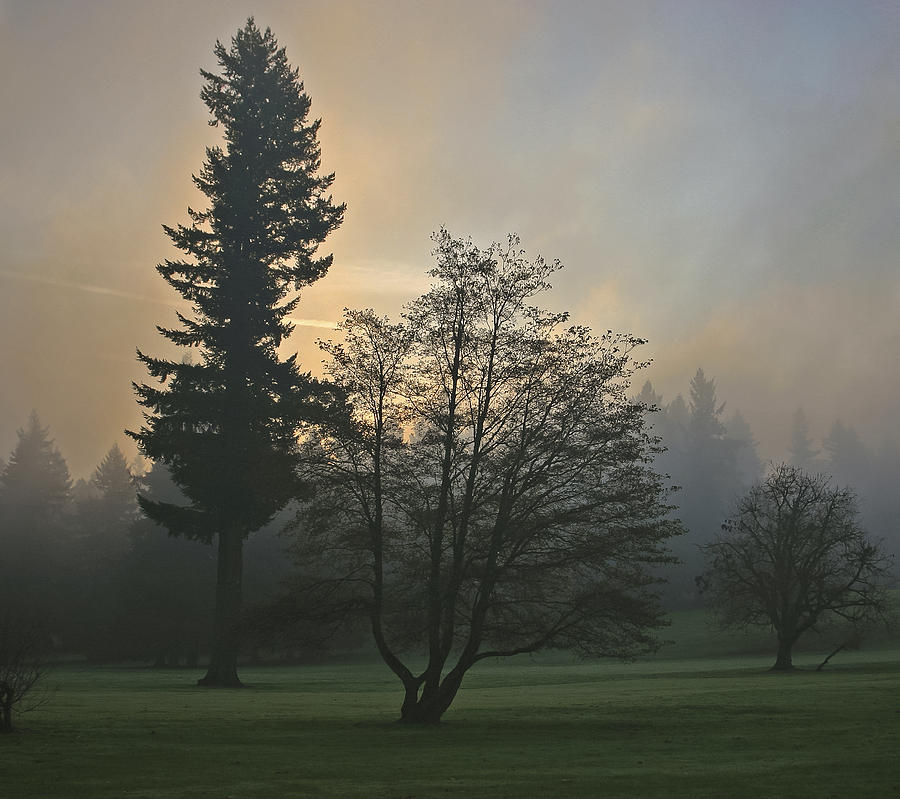 Patchy Morning Fog Photograph by Albert Seger