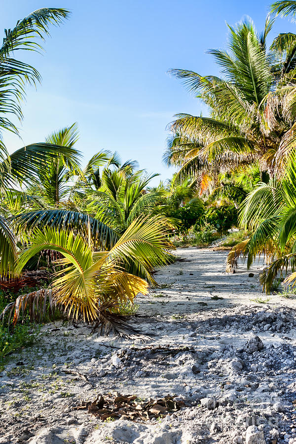 Path Along the Palms Photograph by Lawrence Burry