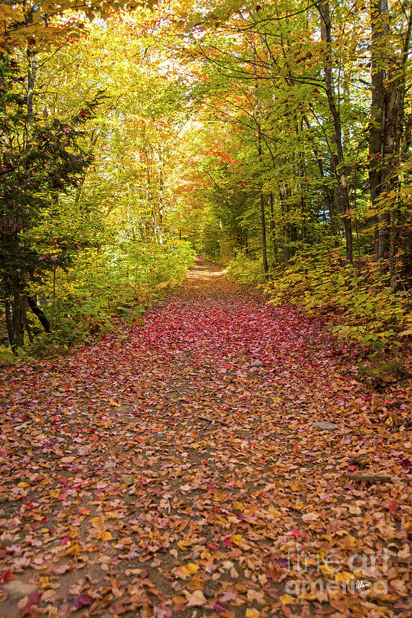 Tree Photograph - Path Covered in Leaves by Alana Ranney