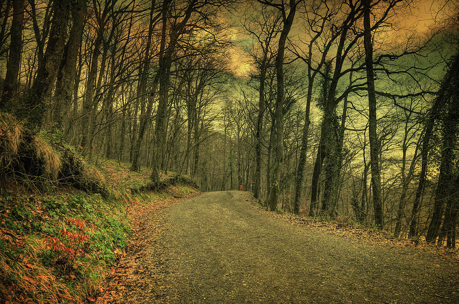 Woods Photograph - Path IIi by Zapista Zapista Woods Photograph - Path IIi by Zapista Zapista