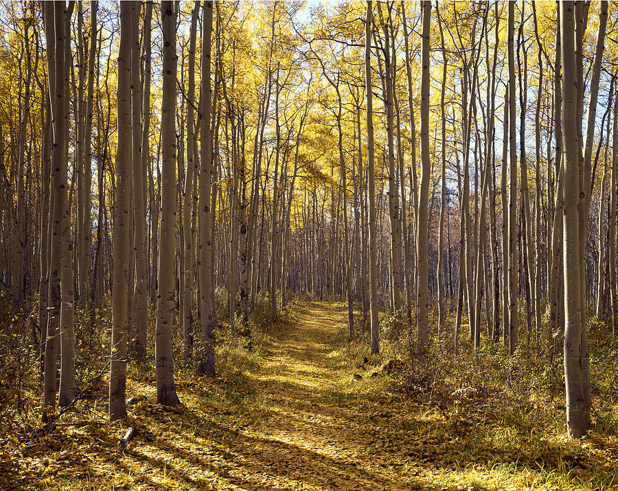 Banff National Park Photograph - Path in Aspens 1M3910-H by Ed  Cooper Photography