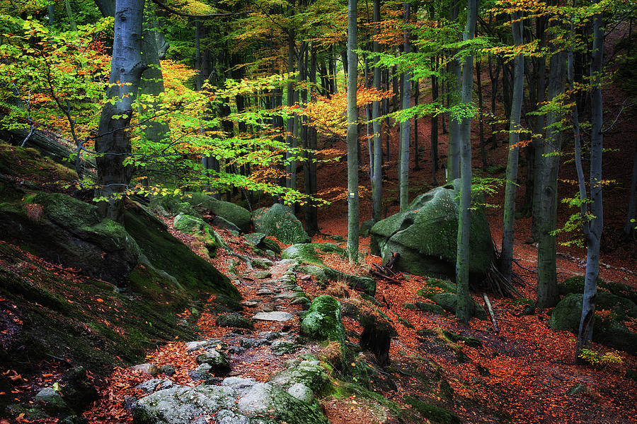 Path in Autumn Forest Picturesque Scenery Photograph by Artur Bogacki