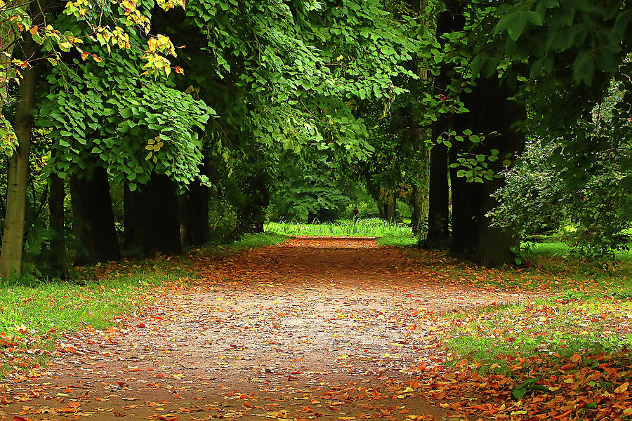 Path In Autumn Photograph