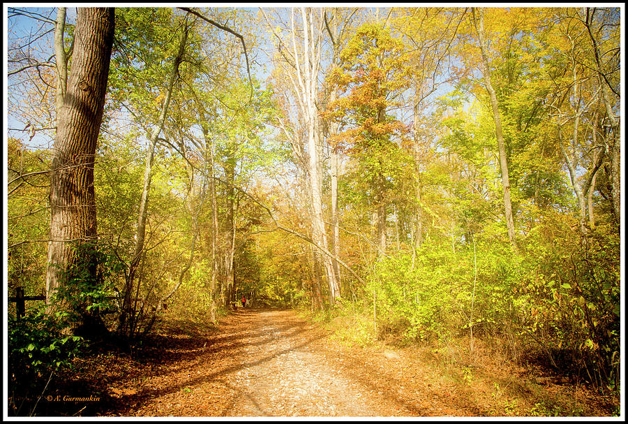 Path In Autumn Woods Photograph by A Macarthur Gurmankin