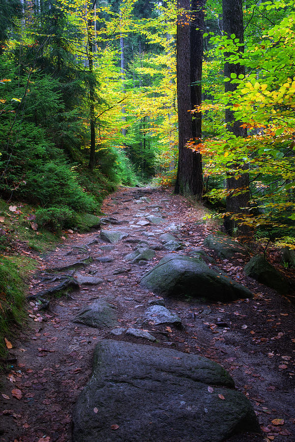 Aurumn Forest Trail Photograph by Artur Bogacki