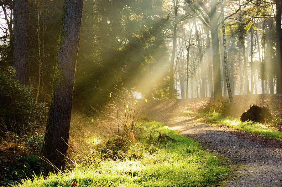 Path in forest with rays of sunlight falling on it Photograph by Johan ...