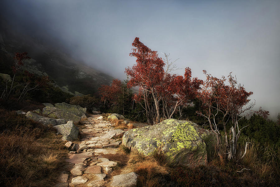 Path In Misty Mountains Photograph by Artur Bogacki
