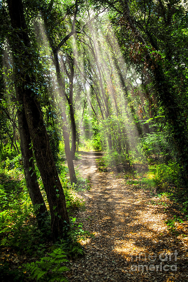 Path In Sunlit Forest Photograph