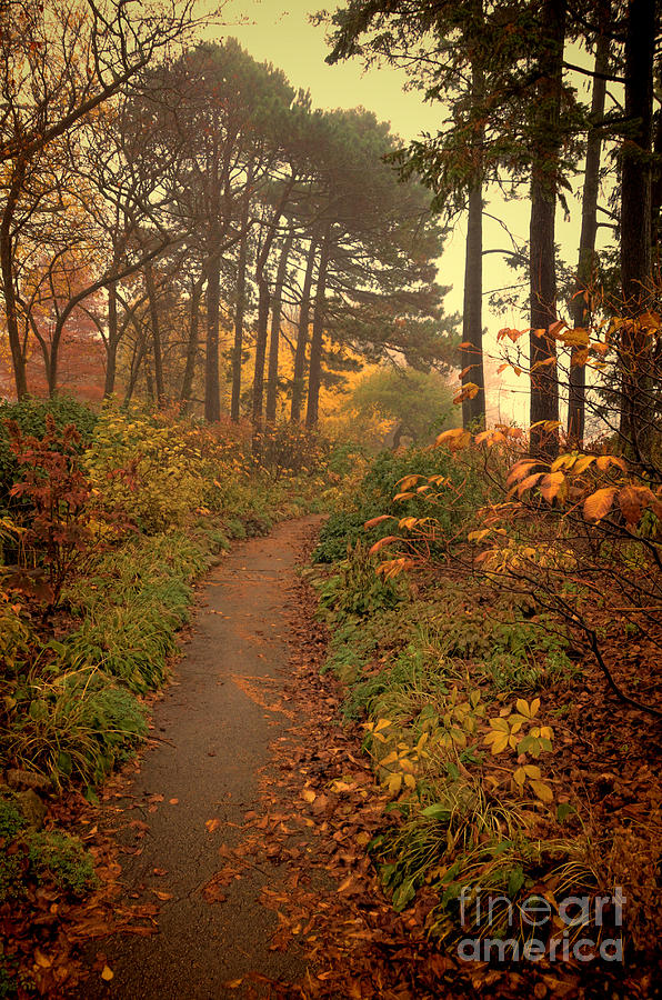 Tree Photograph - Path in the Autumn Woods by Jill Battaglia