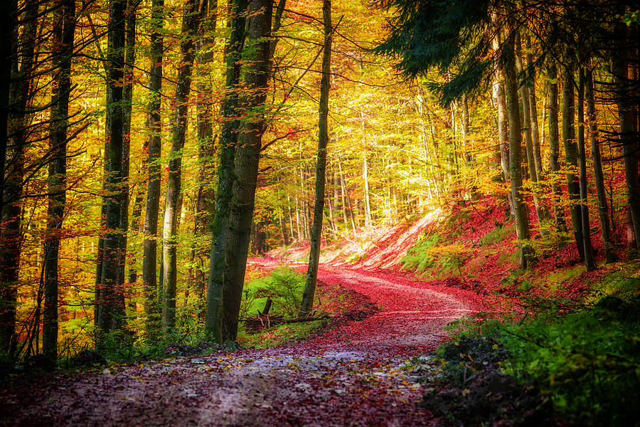 Path in the colorful autumn forest Photograph by Attila Gimesi | Pixels