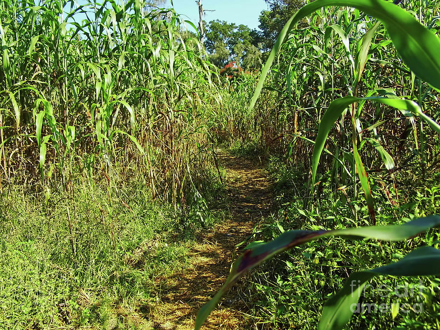 Fall Photograph - Path In The Corn Maze by D Hackett