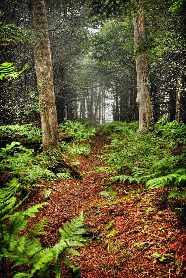 Path in the Ferns Photograph by Joye Ardyn Durham