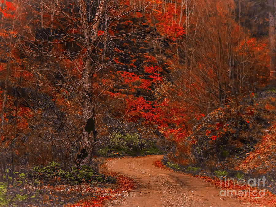 Path in the forest Photograph by Claudia M Photography