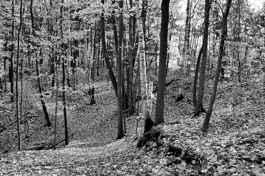 Path In The Forest In Fall BW  Digital Art by Lyle Crump