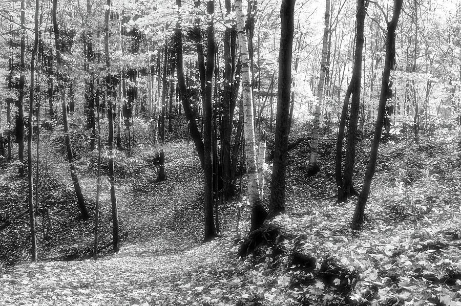 Path In The Forest In Fall BW2  Photograph by Lyle Crump