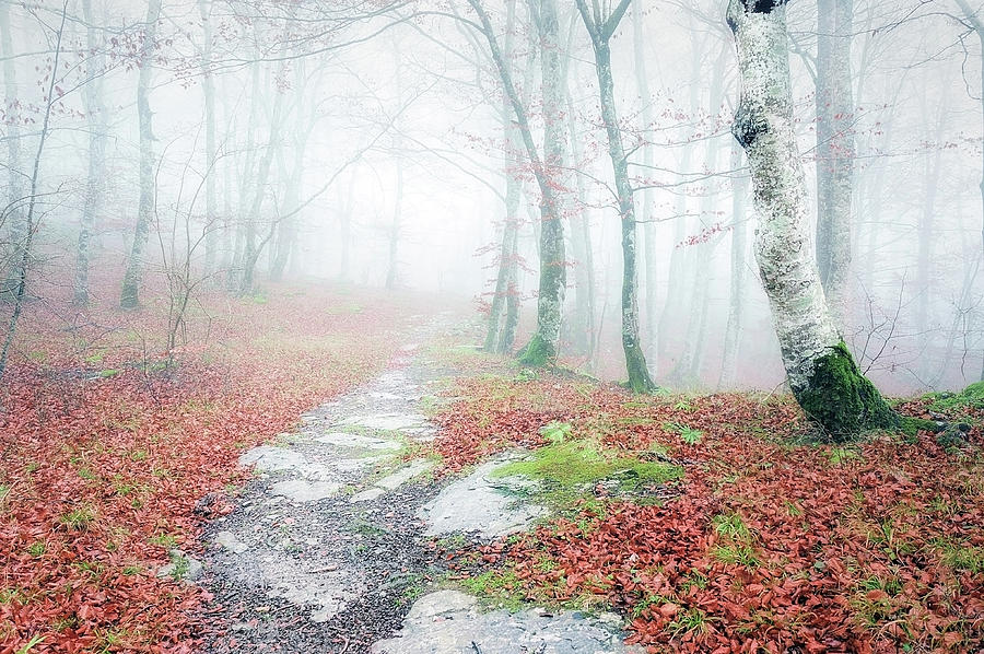 Path in the forest Photograph by Mikel Martinez de Osaba