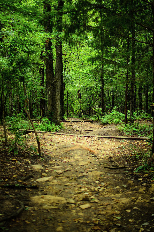 Path in the Forest Photograph by Tammy Ray