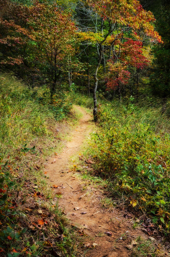 Adams Photograph - Path in the Prairie by Diana Boyd Adams Photograph - Path in the Prairie by Diana Boyd