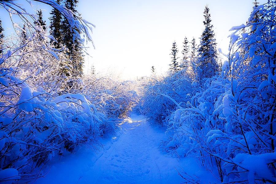 Path in the Snowy Woods 1 - Inuvik Photograph by Desmond Raymond
