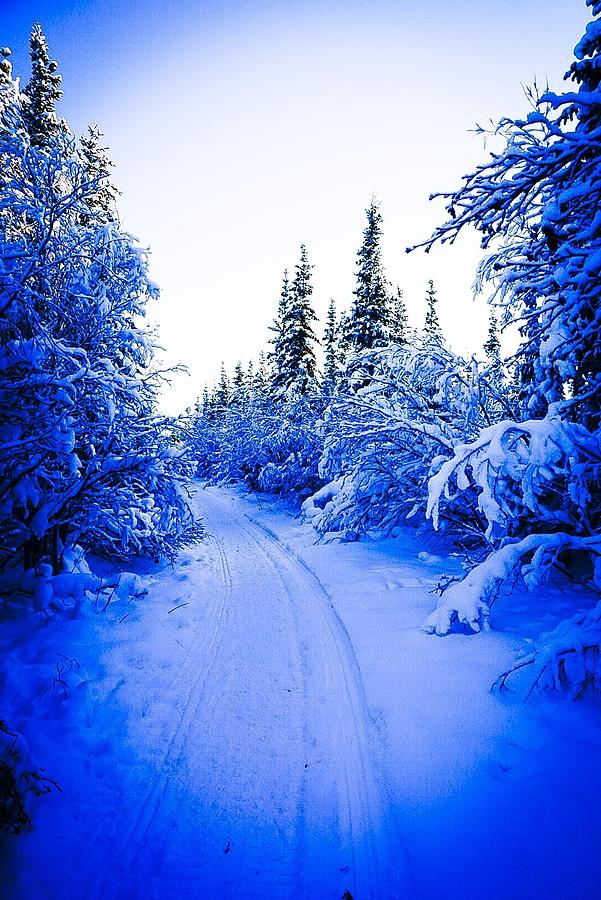 Path in the Snowy Woods 2 - Inuvik Photograph by Desmond Raymond