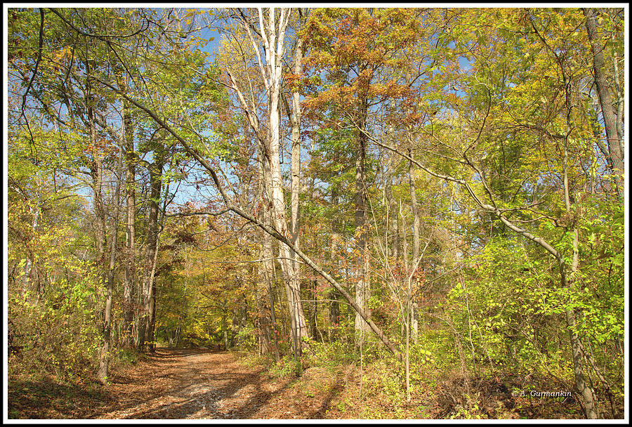 Path in the Woods, Autumn, Pennsylvania Photograph by A Macarthur Gurmankin