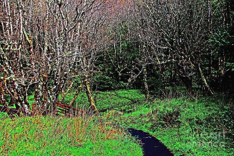 Path in the Woods Photograph by David Frederick