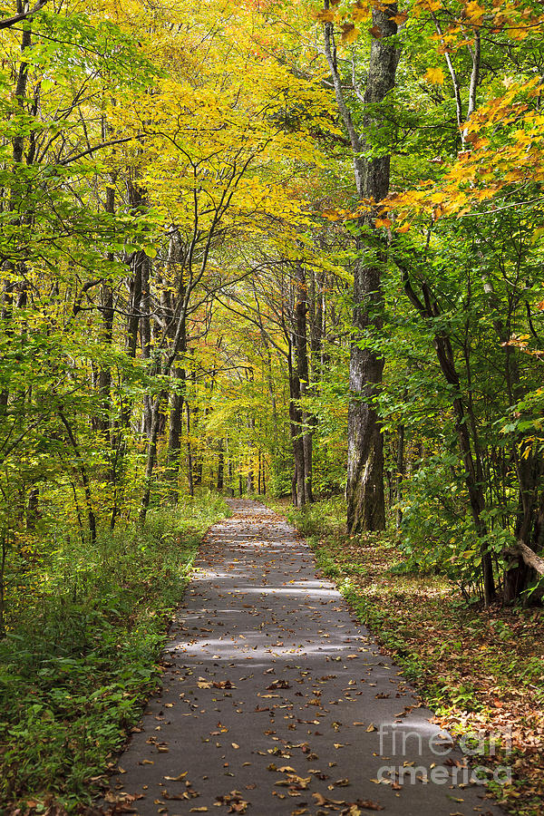 Path in the Woods During Fall Leaf Season Photograph by Jill Lang