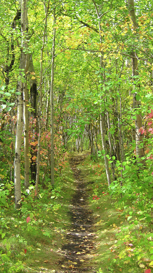 Woods Photograph - Path in the woods by Emma Frost Woods Photograph - Path in the woods by Emma Frost