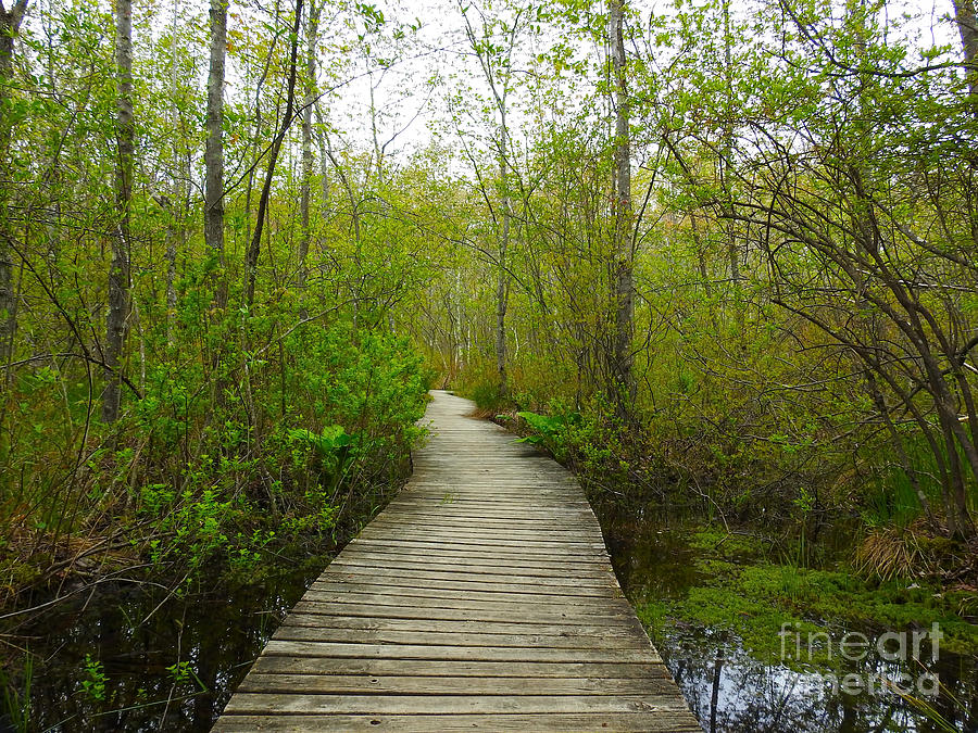 Path in the Woods - Horizontal Photograph by Beth Myer Photography