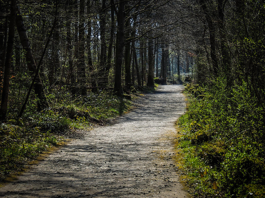 Path in the woods of Irelands Coole Park Photograph by James Truett