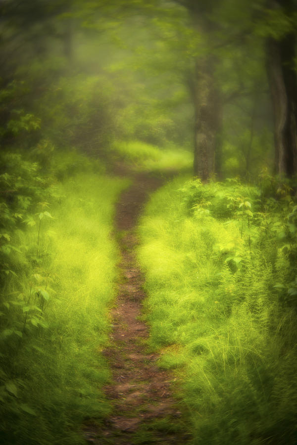 Path Photograph by Joye Ardyn Durham