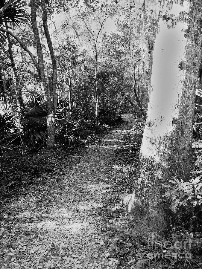Tree Photograph - Path Less Taken by Leslie Revels