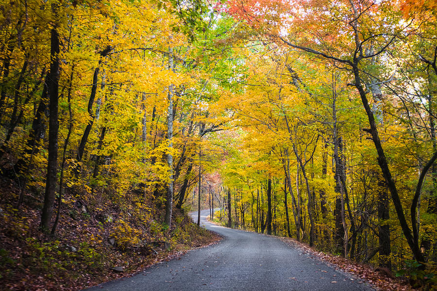 Fall Photograph - Path of Many Colors by Parker Cunningham