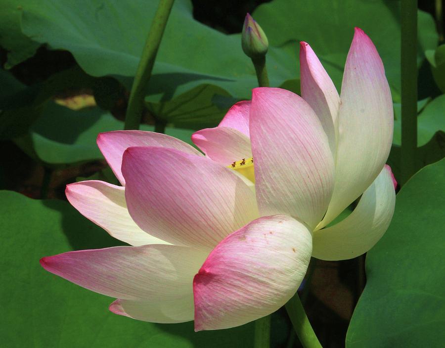 Lotus-On the Wings of the Wind Photograph by Jeanne Jackson